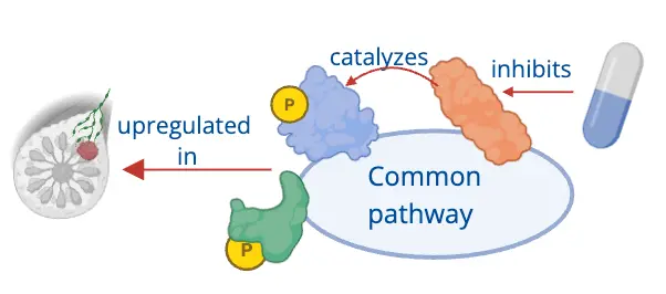 Therapeutic pathways in breast cancer
