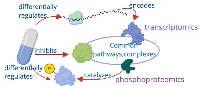 Common kinase pathways/complexes