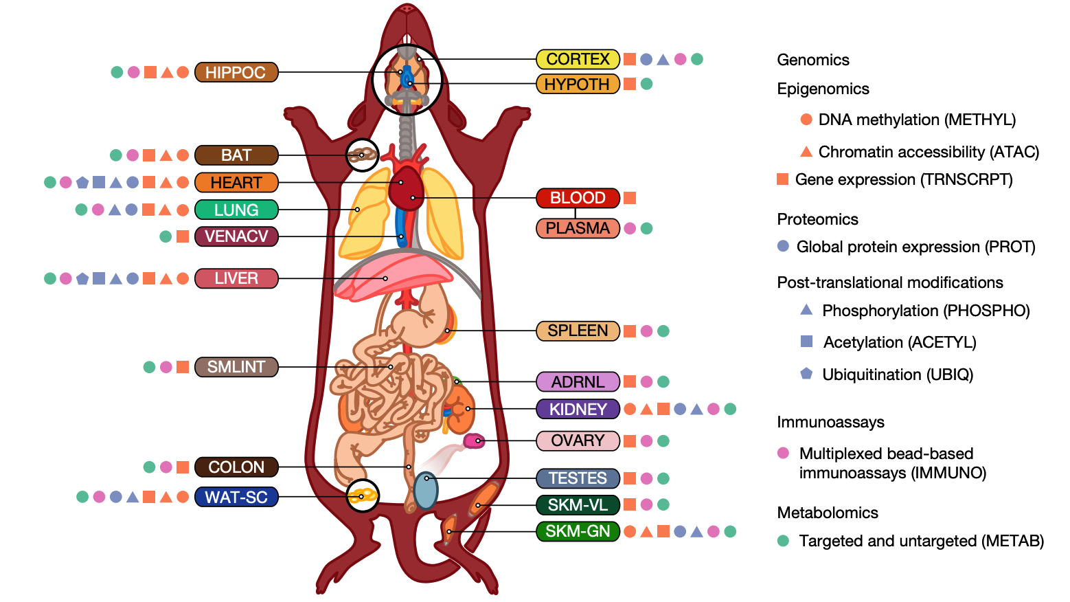 Temporal dynamics of the multi-omic response to endurance exercise training.
