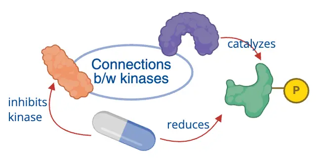 Signaling crosstalk between kinases